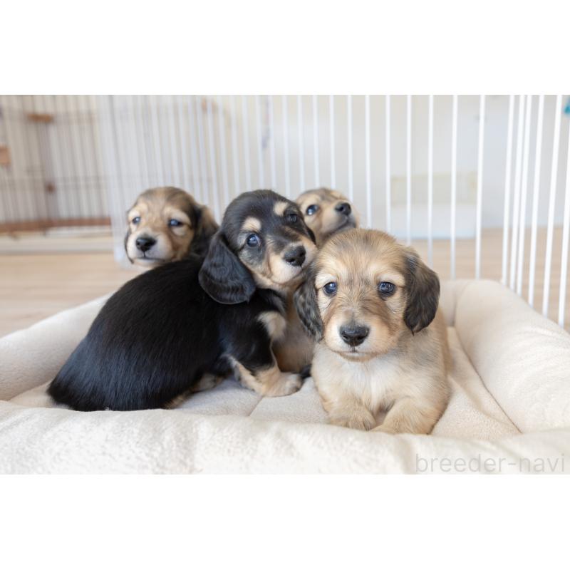 販売中の静岡県のカニンヘンダックスフンド(ロングヘアード)-424549の17枚目