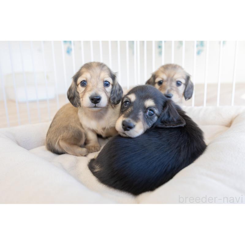 販売中の静岡県のカニンヘンダックスフンド(ロングヘアード)-424549の16枚目