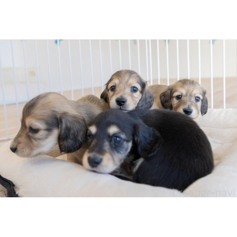 販売中の静岡県のカニンヘンダックスフンド(ロングヘアード)-424549の15枚目