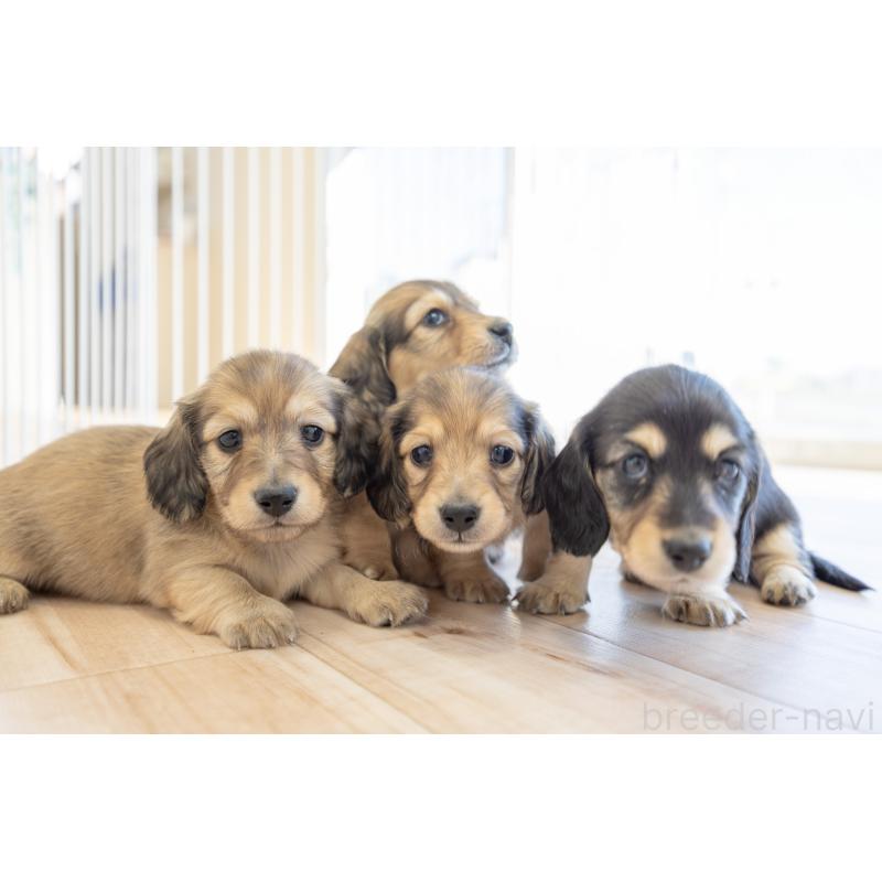 販売中の静岡県のカニンヘンダックスフンド(ロングヘアード)-424549の13枚目