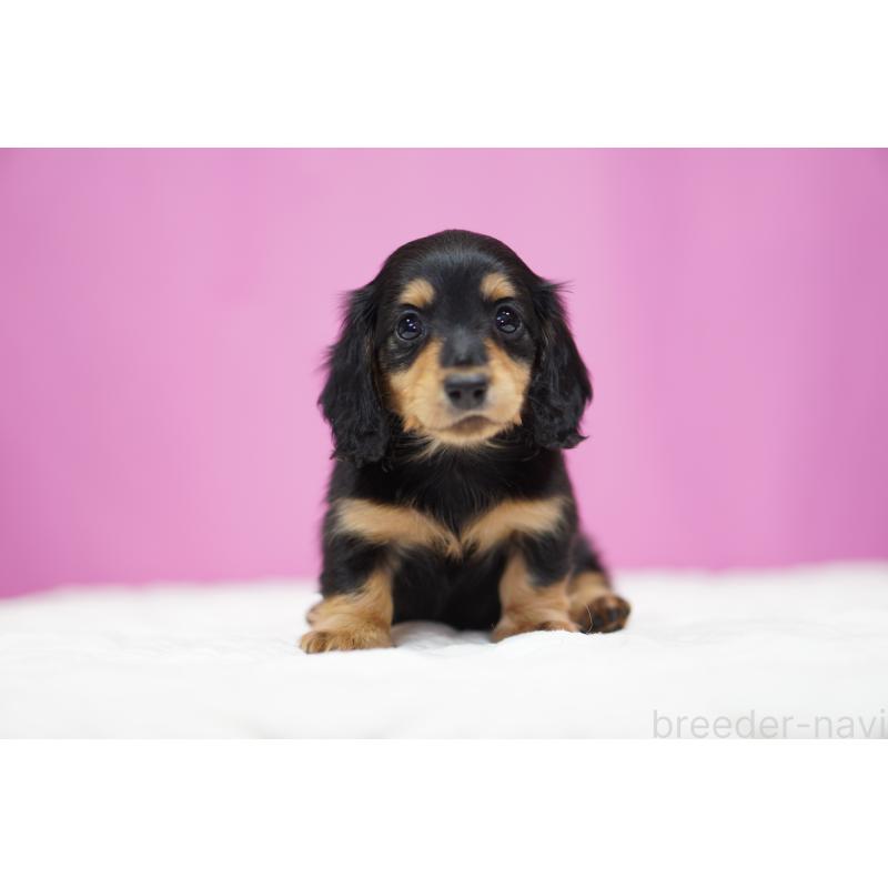 成約済の埼玉県のミニチュアダックスフンド(ロングヘアード)-433906の5枚目