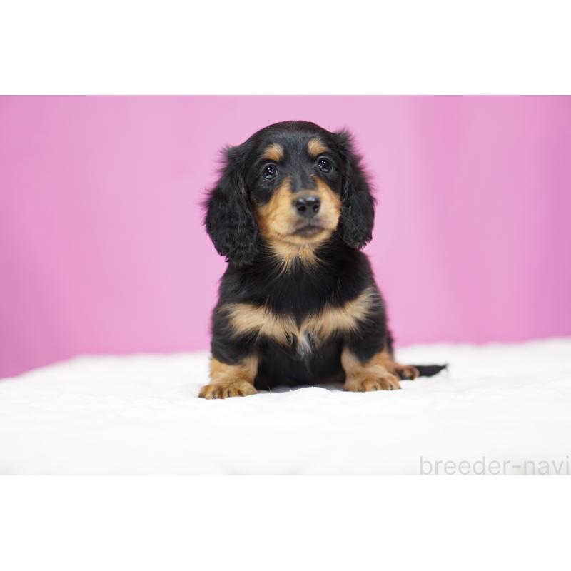 成約済の埼玉県のミニチュアダックスフンド(ロングヘアード)-434445の5枚目