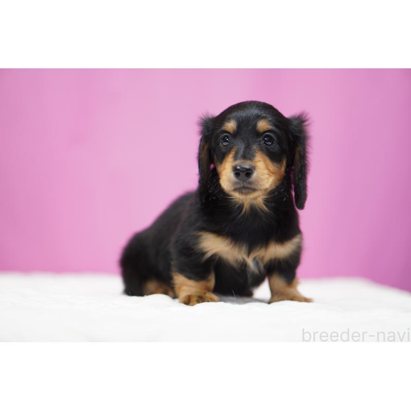 成約済の埼玉県のミニチュアダックスフンド(ロングヘアード)-434445の2枚目