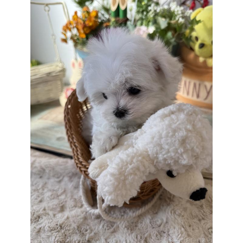 販売中の宮崎県のマルチーズ-428092の10枚目