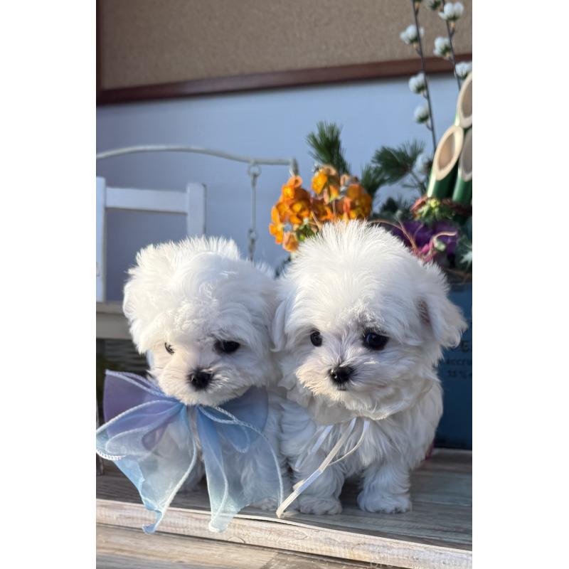 販売中の宮崎県のマルチーズ-428092の7枚目