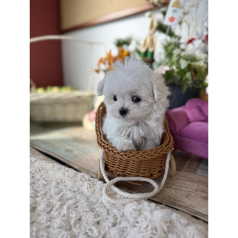 販売中の宮崎県のマルチーズ-428092の5枚目