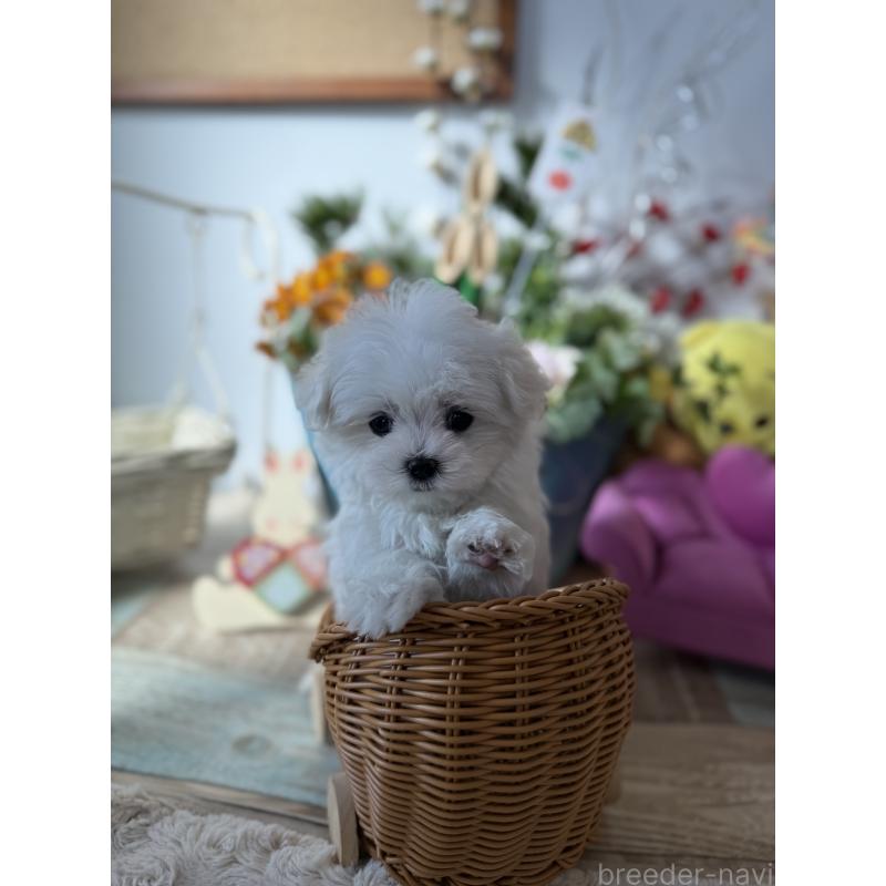 販売中の宮崎県のマルチーズ-428092の3枚目