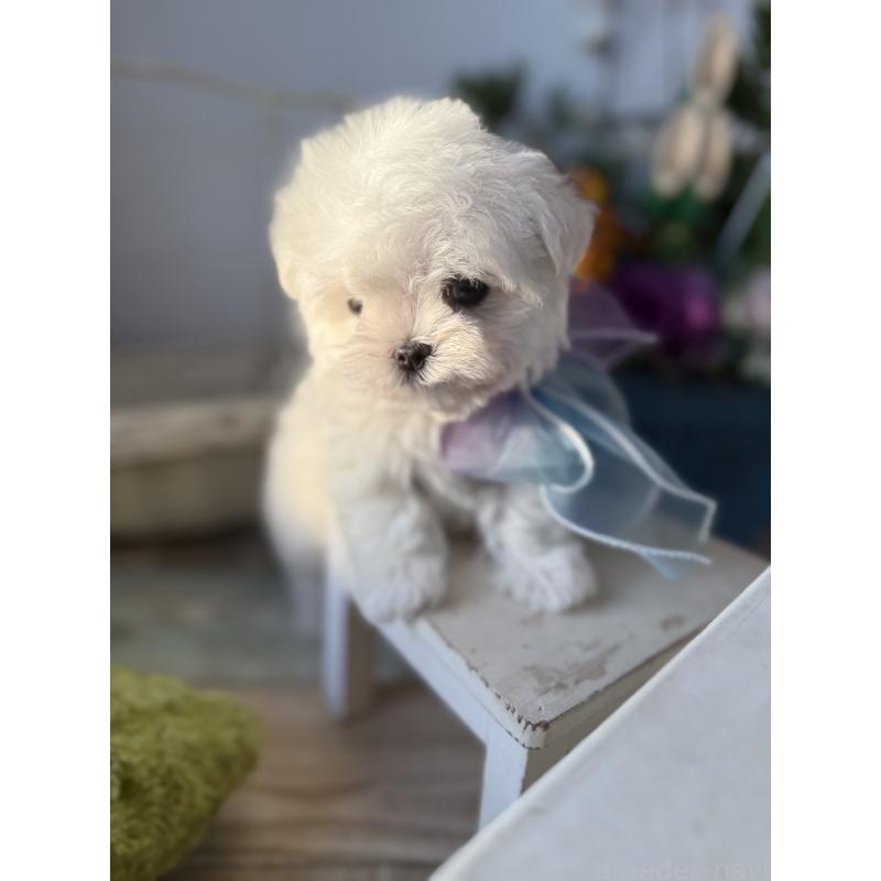 販売中の宮崎県のマルチーズ-437216の7枚目