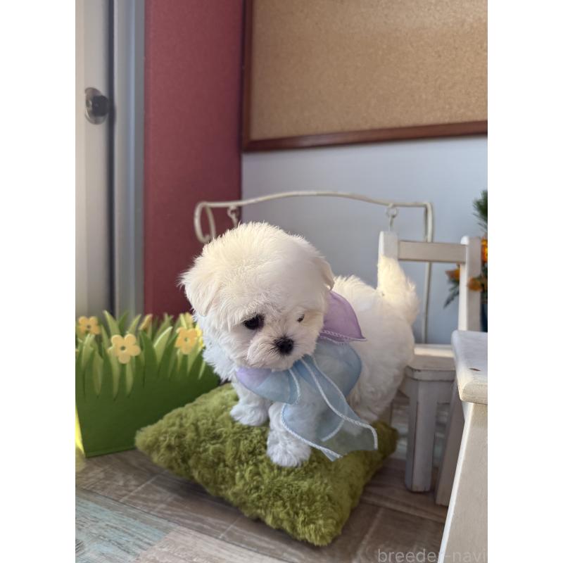 販売中の宮崎県のマルチーズ-437216の6枚目