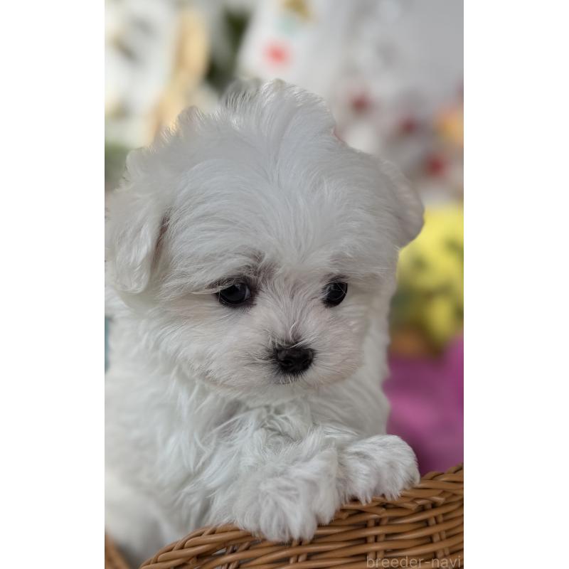 販売中の宮崎県のマルチーズ-437216の5枚目