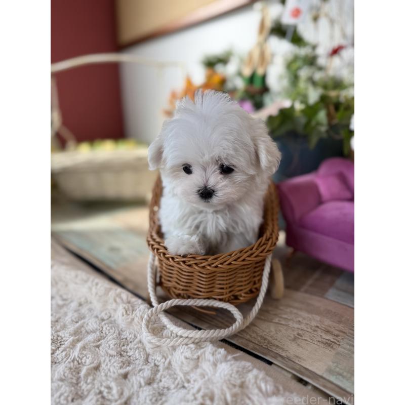 販売中の宮崎県のマルチーズ-437216の4枚目