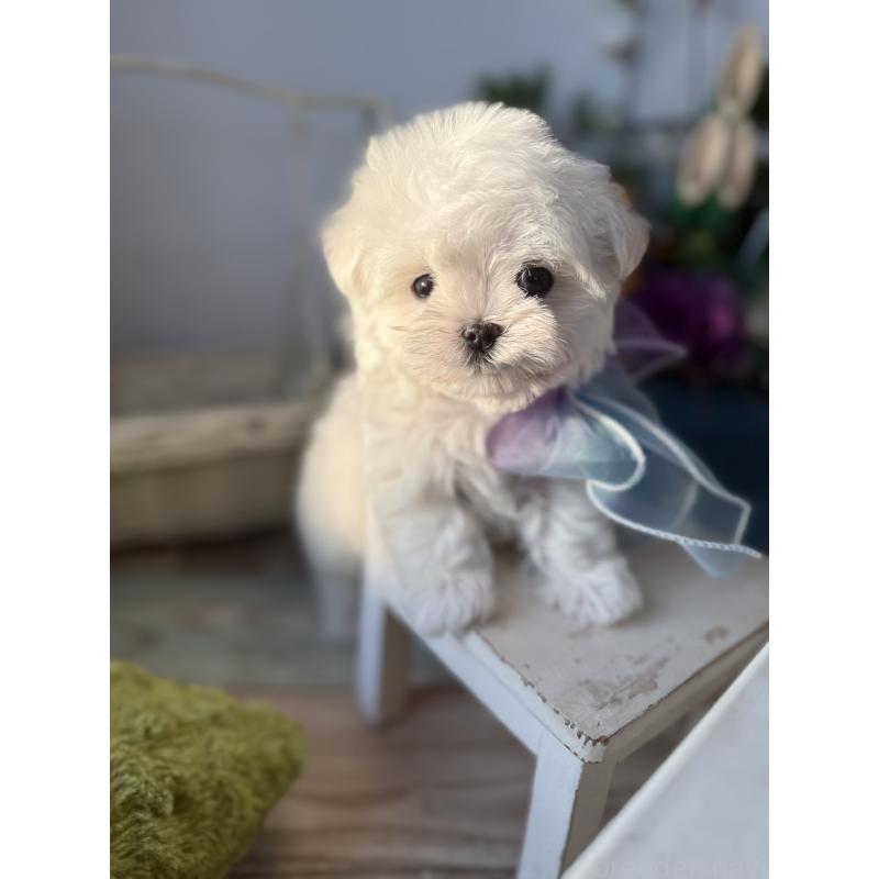 販売中の宮崎県のマルチーズ-437216の2枚目