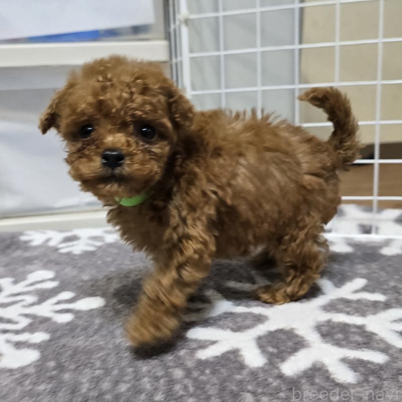 成約済の岡山県のトイプードル-431691の5枚目