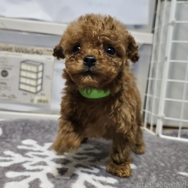 成約済の岡山県のトイプードル-431691の4枚目