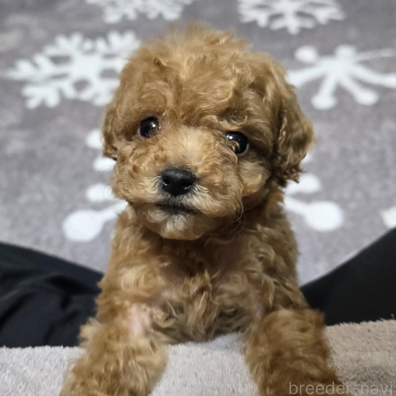 販売中の岡山県のトイプードル-431692