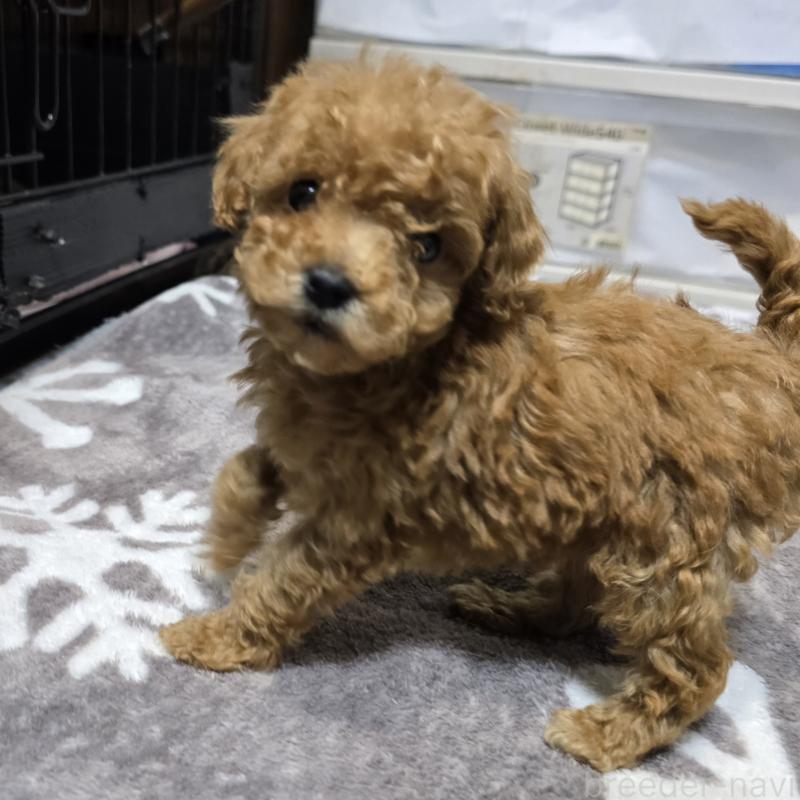 成約済の岡山県のトイプードル-431692の5枚目