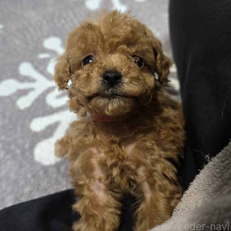 成約済の岡山県のトイプードル-431692の4枚目