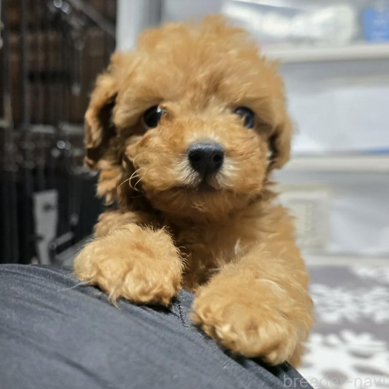 成約済の岡山県のトイプードル-431695の5枚目