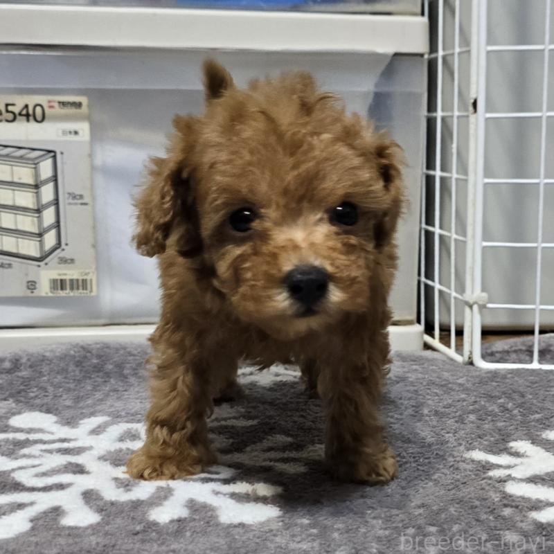 成約済の岡山県のトイプードル-431695の3枚目