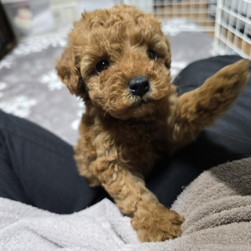 成約済の岡山県のトイプードル-431693の6枚目