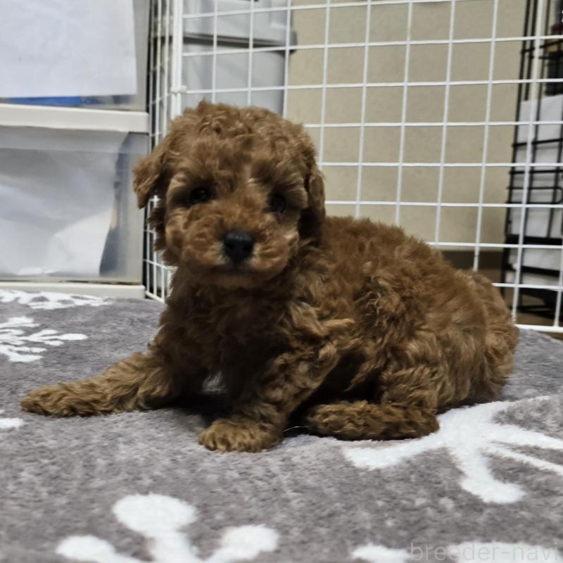 成約済の岡山県のトイプードル-431693の5枚目