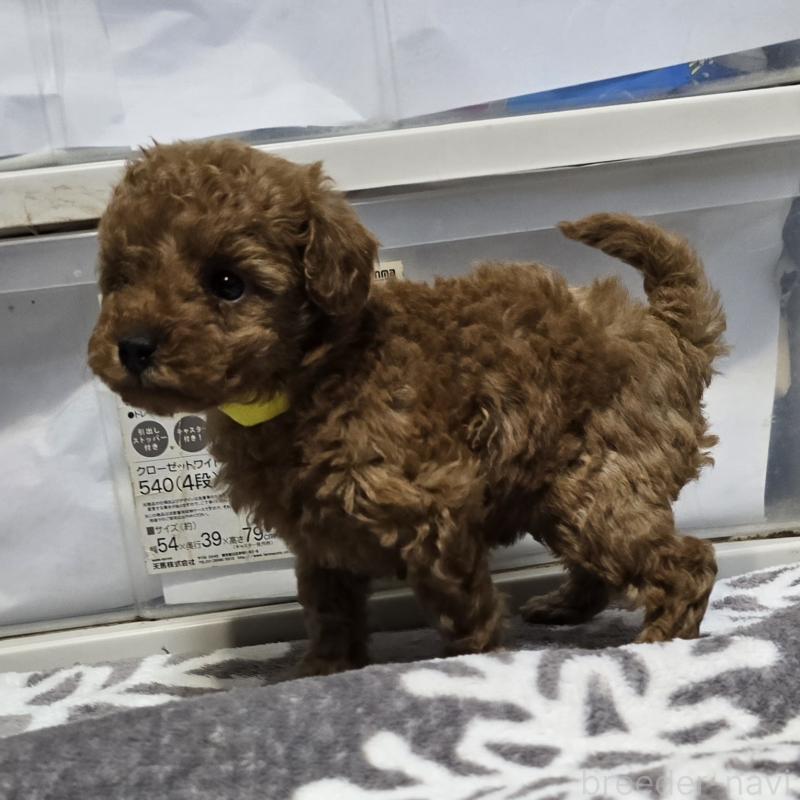 成約済の岡山県のトイプードル-431693の4枚目