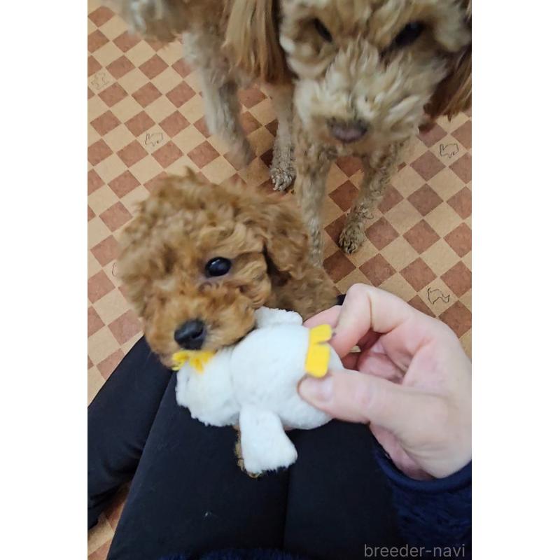 販売中の熊本県のタイニープードル-437217の7枚目