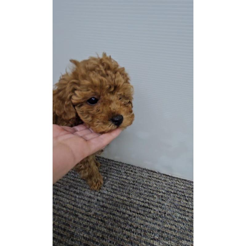 販売中の熊本県のタイニープードル-437217の6枚目