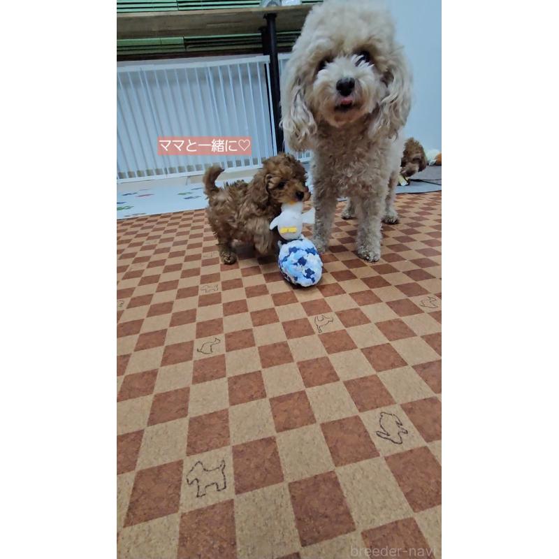 販売中の熊本県のタイニープードル-437217の5枚目