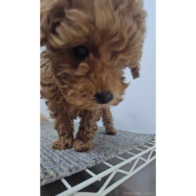 販売中の熊本県のタイニープードル-437217の4枚目