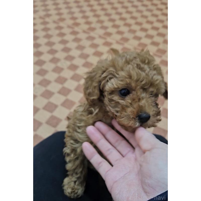 販売中の熊本県のタイニープードル-437217の3枚目