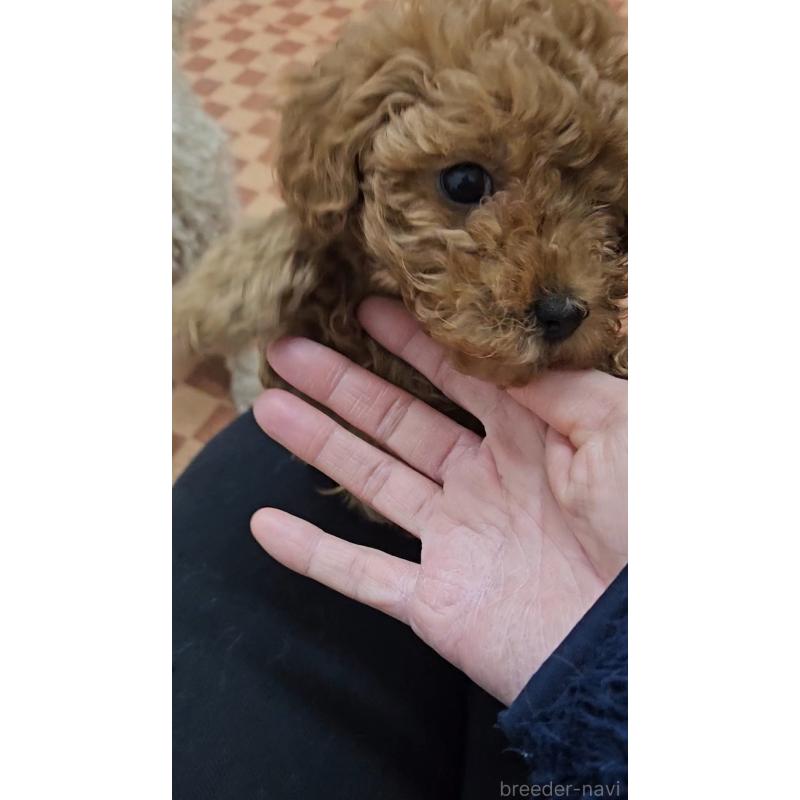 販売中の熊本県のタイニープードル-437217の2枚目