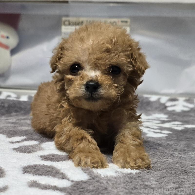 成約済の岡山県のトイプードル-431697の6枚目