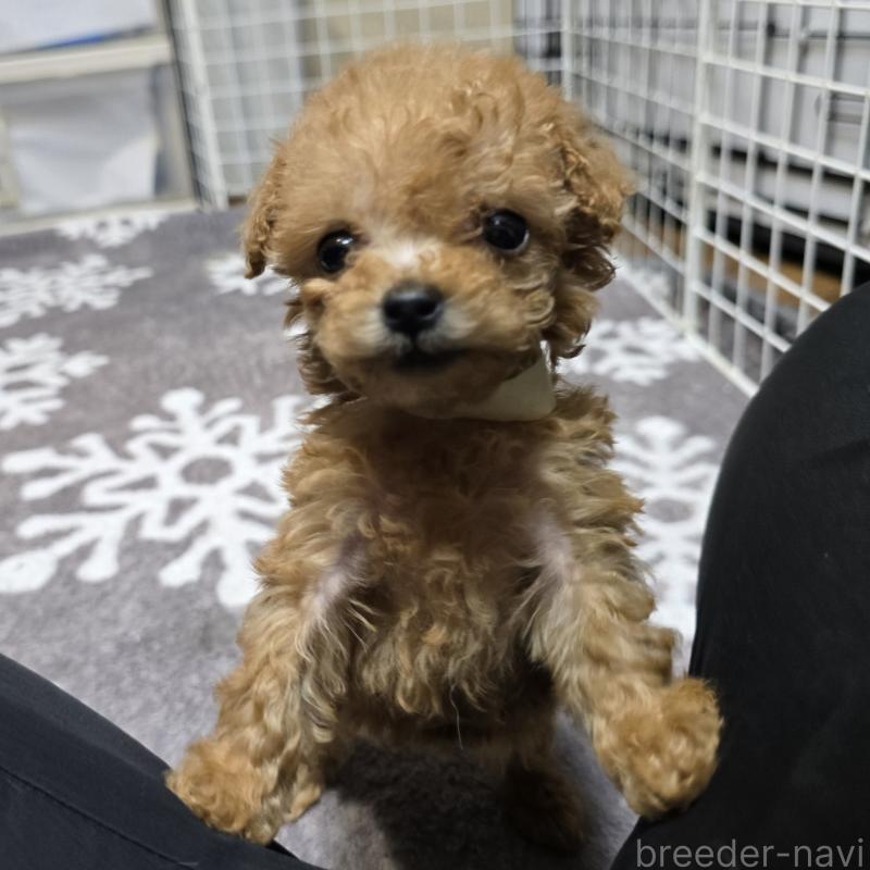 成約済の岡山県のトイプードル-431697の5枚目