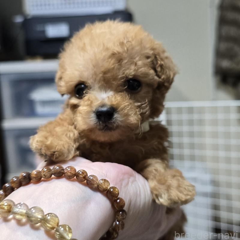 成約済の岡山県のトイプードル-431697の4枚目