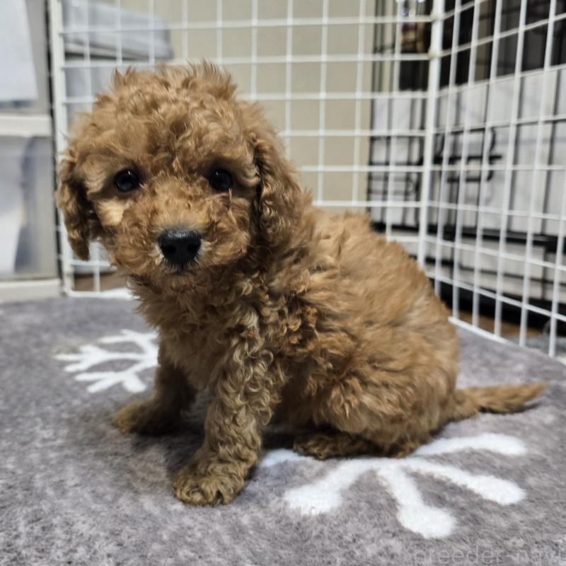 成約済の岡山県のトイプードル-431699の5枚目