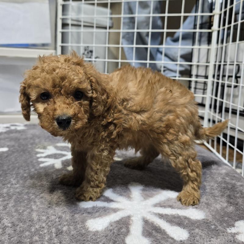 成約済の岡山県のトイプードル-431699の4枚目