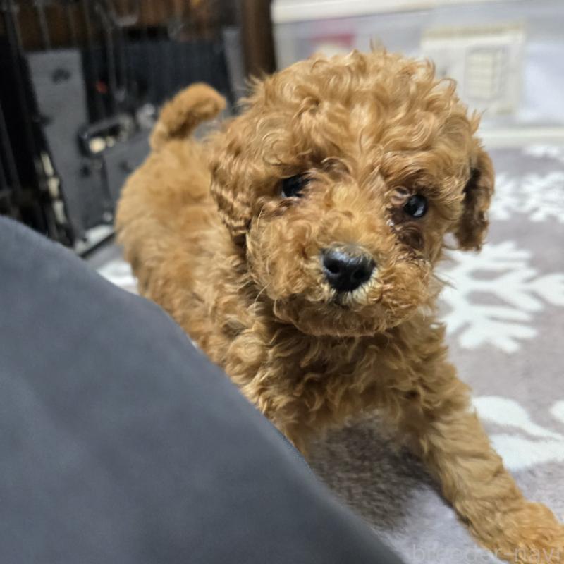 成約済の岡山県のトイプードル-431703の6枚目