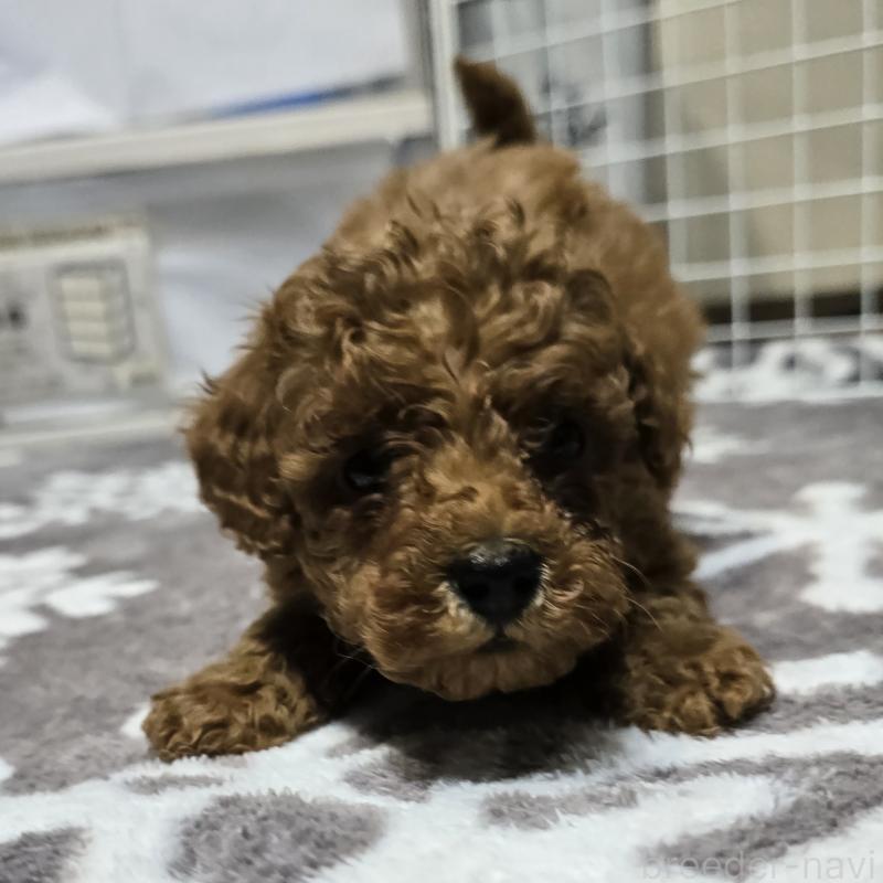 成約済の岡山県のトイプードル-431703の5枚目