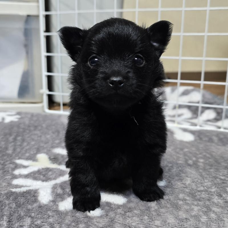 成約済の岡山県のポメラニアン-436033の6枚目