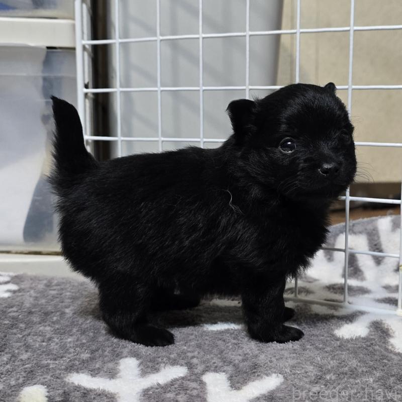 成約済の岡山県のポメラニアン-436033の5枚目