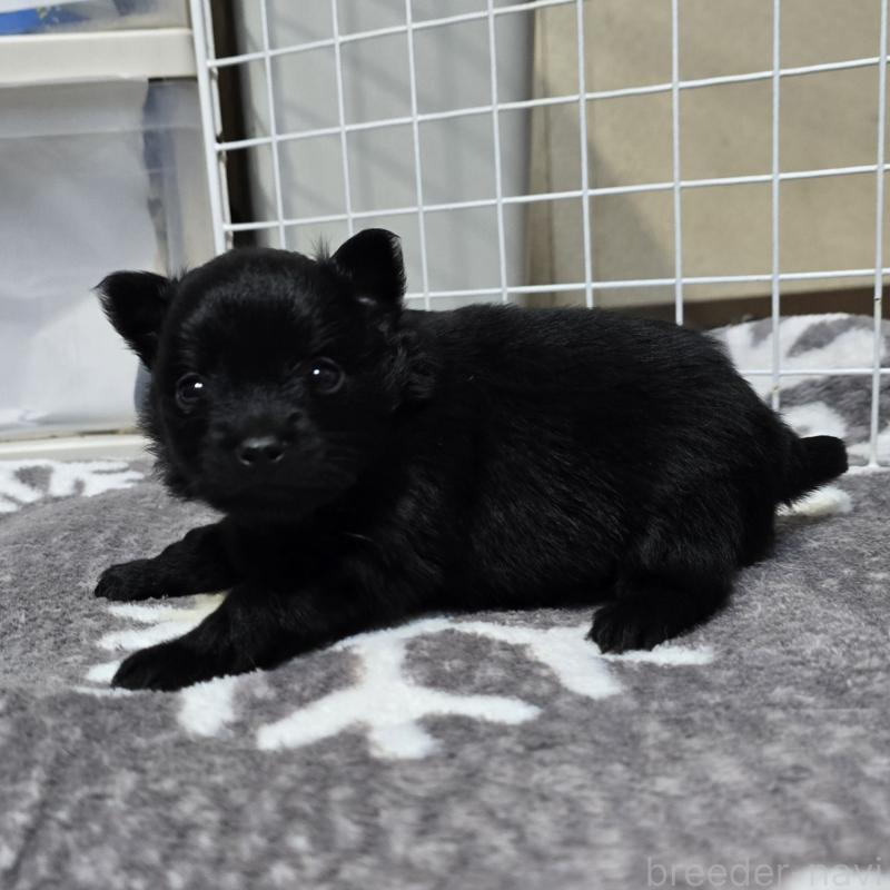 成約済の岡山県のポメラニアン-436033の4枚目