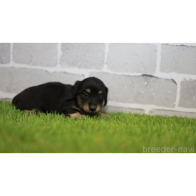 販売中の三重県のカニンヘンダックスフンド(スムースヘアード)-437228の8枚目