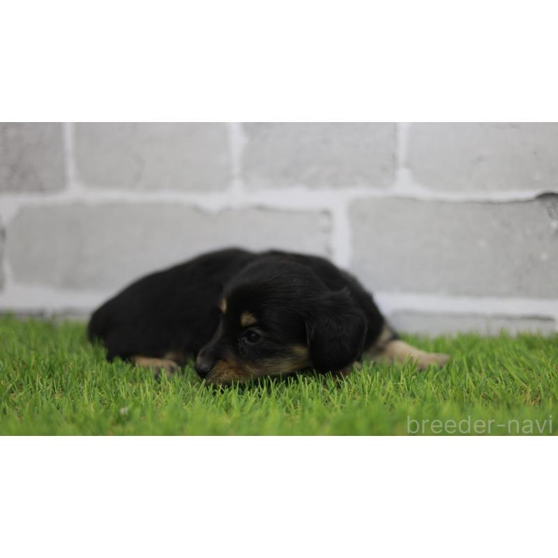 販売中の三重県のカニンヘンダックスフンド(スムースヘアード)-437228の7枚目