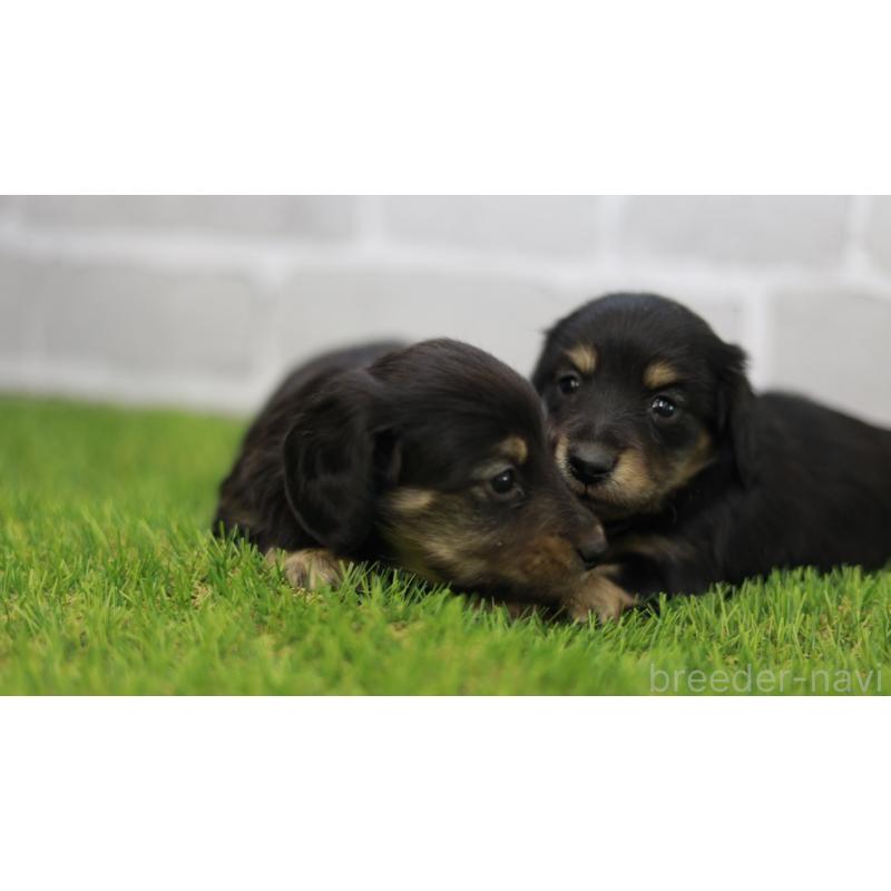 販売中の三重県のカニンヘンダックスフンド(スムースヘアード)-437228の5枚目