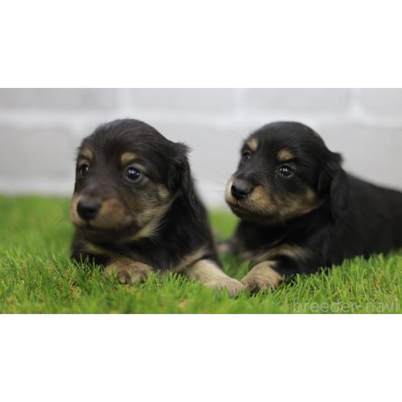 販売中の三重県のカニンヘンダックスフンド(スムースヘアード)-437228の4枚目