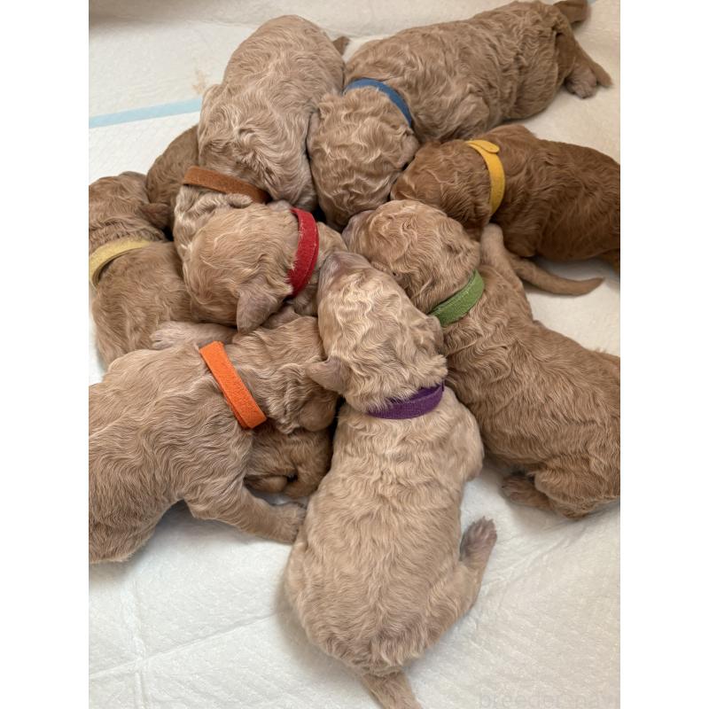 販売中の愛知県のスタンダードプードル-437226