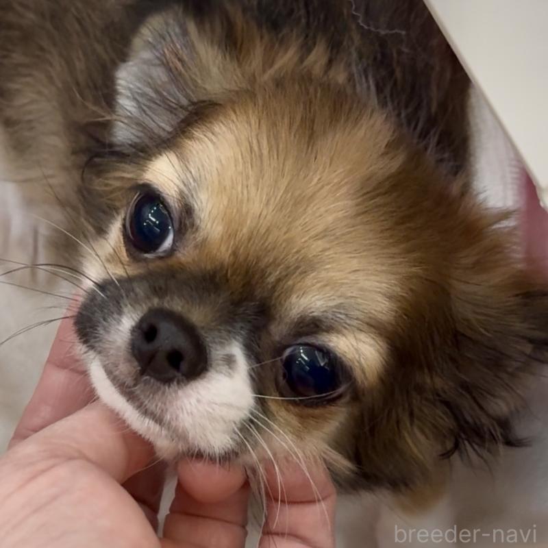 販売中の東京都のチワワ(ロングコート)-423971