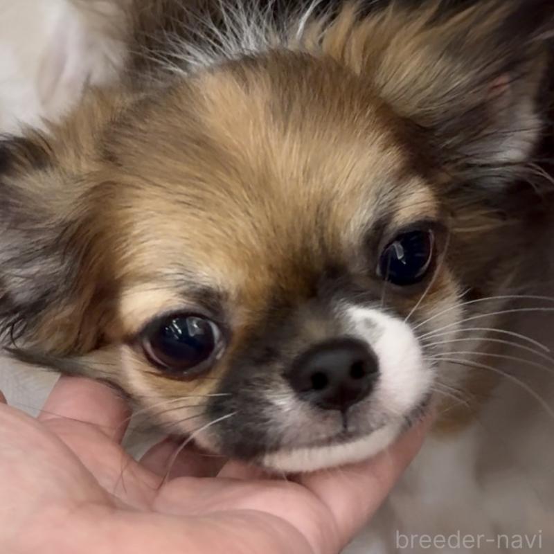 販売中の東京都のチワワ(ロングコート)-423971の5枚目