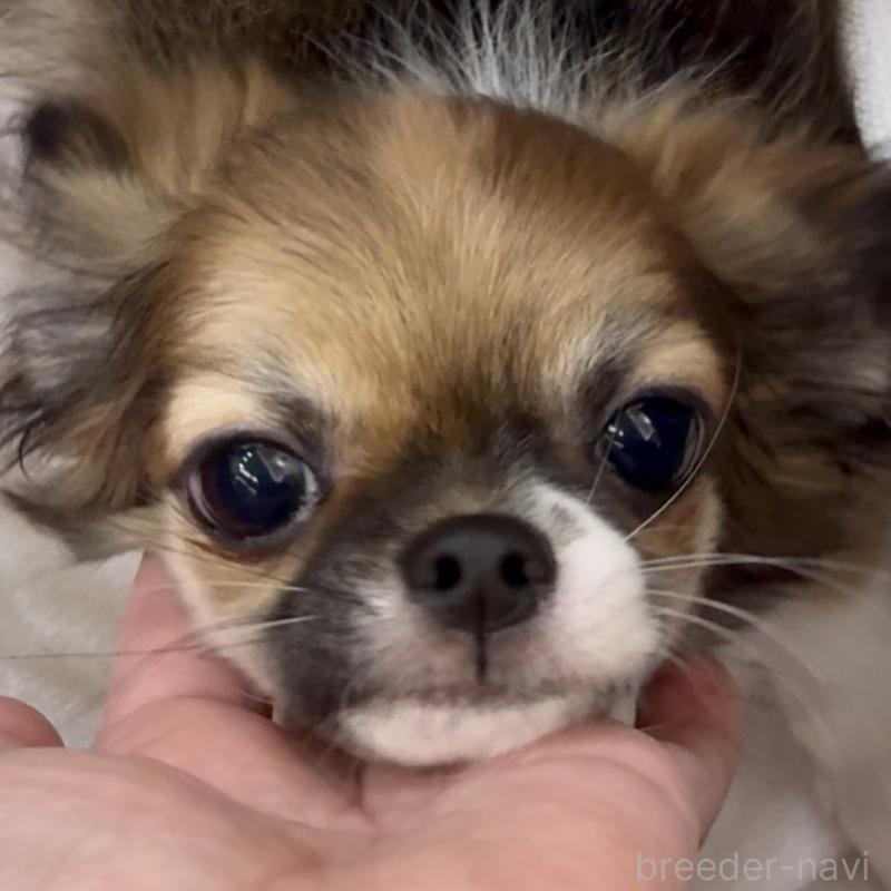 販売中の東京都のチワワ(ロングコート)-423971の4枚目